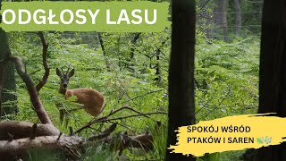 Odgłosy Lasu Ptaki Sarny i Urok Zielonych Drzew [upl. by Schofield749]