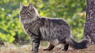 The Majestic Beauty Of Adorable Norwegian Forest Cats [upl. by Ernesta]