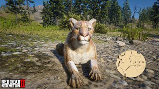 Cougar Location 1  Big Valley  RDR2 [upl. by Hulbert]