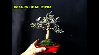 Como Hacer un Bonsai de Olivo con Arbol de Vivero [upl. by Secundas550]