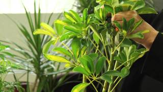 How to Prune Variegated Schefflera Arboricola  Gardening amp Plant Care [upl. by Parsaye920]