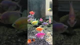 GLOFISH TETRA IKAN KECIL WARNA WARNI petfish aquarium freshwaterfish aquascapers glofishtetra [upl. by Zed843]