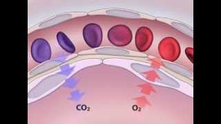 Arterial Puncture for Blood Gas Analysis [upl. by Procora]