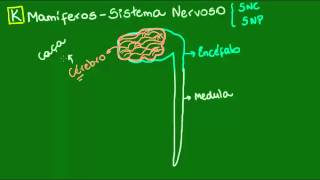 Sistemas nervoso e sensorial dos Mamíferos  Diversidade dos Seres Vivos  Biologia [upl. by Brandenburg]