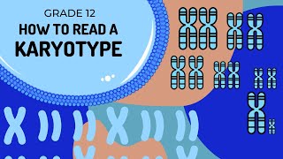 How to read a karytoype  What is a autosome and gonosome [upl. by Amir498]