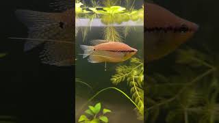 Pearl gourami [upl. by Shaper117]