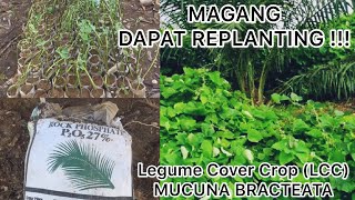 TANAM MUCUNA BRACTEATA DIKEBUN SAWIT TBM  Eps 02 [upl. by Aznaed284]