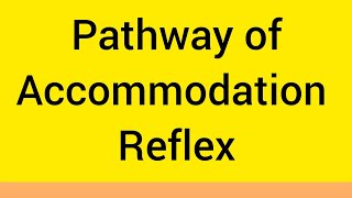 Accommodation Reflex PathwayComplete Explaination [upl. by Elamor958]