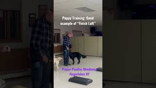 Puppy Training Good Example of “Finish Left” fingerlakes properpoodles [upl. by Irwin]