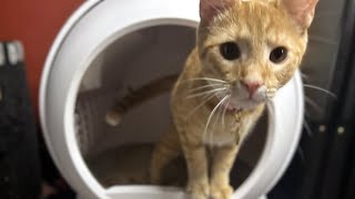 One Month With the PetSafe SmartSpin ScoopFree Automatic Litterbox Review [upl. by Tierell]