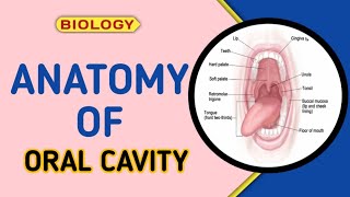 Anatomy Of ORAL CAVITY  Biology [upl. by Kelwen811]