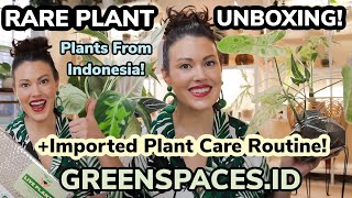 10 Rare Plants Unboxing GREENSPACESID  Plant Care Routine After Unboxing  Plants From Indonesia [upl. by Poppy]