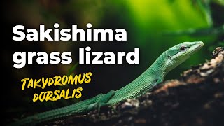 Sakishima grass lizard feeding  4K [upl. by Davina707]