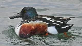 Northern Shoveler Duck [upl. by Jaal]