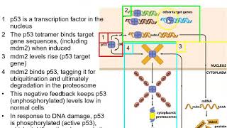 Lecture 4 Part 2 Genetic changes leading to cancer [upl. by Furgeson]