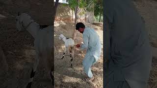 Boy and goat doing shortvideo [upl. by Enajaras74]