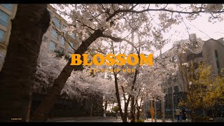 Spring Cherry Blossom Lofi  Relaxing Lofi Beats for a Blooming Day [upl. by Gerrie]