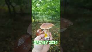 GRZYBY 2024 CZAS ZACZĄĆ PRZYGODĘ mushroom nature mountains grzyby grzybobranie grzyby2024 [upl. by Ahcsas]