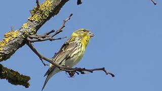 Serin serinus serinus singing  csicsörke énekel 2 [upl. by Rosette963]