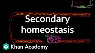 Secondary hemostasis  Advanced hematologic system physiology  Health amp Medicine  Khan Academy [upl. by Ahseket677]