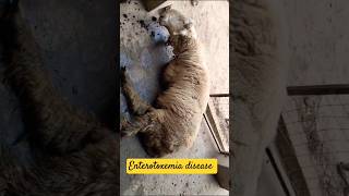 Enterotoxemia disease in sheeps sheep sheepfarming shorts cattledisease ytshorts [upl. by Calli]