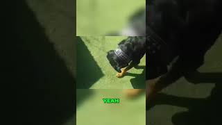 Rottweiler vs Ants The Ultimate Showdown [upl. by Ainevul]