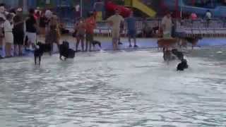 Legoland Water Park goes to the dogs with quotPawSomequot Video [upl. by Anaed]