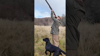 Driven Shooting with Labrador Retriever Gundog shotgun dog [upl. by Zola304]