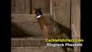 Different Chicken Breeds Video by Cackle Hatchery [upl. by Georas]