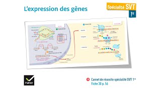 eSVT Lexpression des gènes  la transcription et la traduction [upl. by Rezzani]