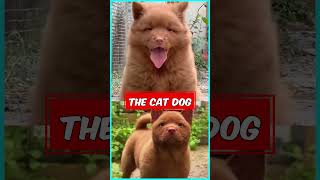 இது பூனை கிடையாது‼️😱  Hmong Bobtail Dog dog facts amazingfacts viral [upl. by Maxey]