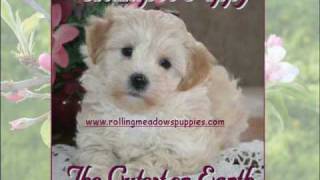 wwwrollingmeadowspuppiescom  Maltipoo Puppies [upl. by Dart]