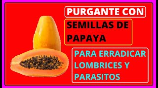 🔴 Cómo Se Utiliza la SEMILLA de PAPAYA para los PARÁSITOS  Como se prepara el PURGANTE de PAPAYA [upl. by Nomit]