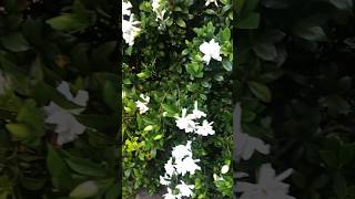 Gardenias Ultimate Bloom gardenia [upl. by Anwahsak612]