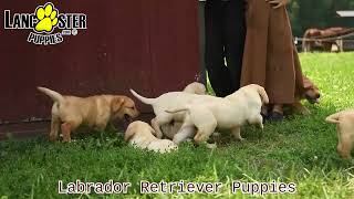 Friendly Labrador Retriever Puppies [upl. by Esile]