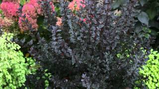 Proven Winners® Gardener Channel Proven Winners® MustHave Shrubs [upl. by Sunshine]