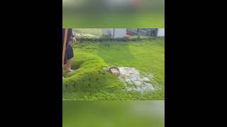 Why does a balloon fall in the grass shortvideos facts amazingfacts [upl. by Ranit114]