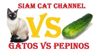 Gatos VS Pepinos ¿Por Qué Los Gatos Le Temen a Los Pepinos [upl. by Raimes731]