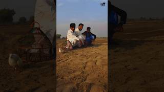 koyla film wala seen sharukhan viral pigeon bird shooting varil [upl. by Nyliram]