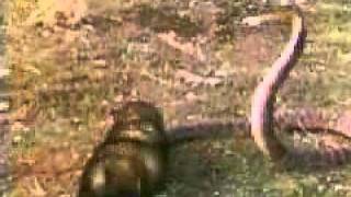 mongoose vs snakeflv [upl. by Anelad]