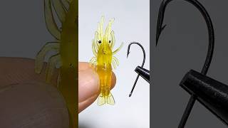 Tips for using shrimp for fishing fishing fishinglife [upl. by Zimmer]