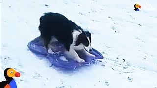 Smart Dog Takes Herself Sledding  The Dodo [upl. by Naveb608]