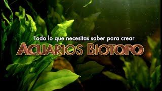 Acuarios Biotopo todo lo que necesitas saber para recrearlos con éxito [upl. by Hutchings]