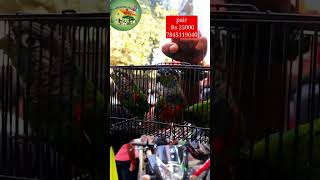 crimson bellied conure birds sales in Chennai 💢 pair Rs 25000 💫 birds sales pannaiveedu conure [upl. by Ongun]