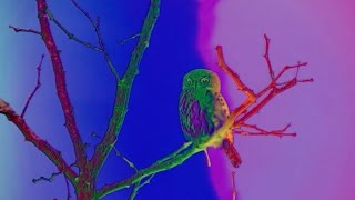 Dungen — Achmed flyger Official Video [upl. by Issirk]