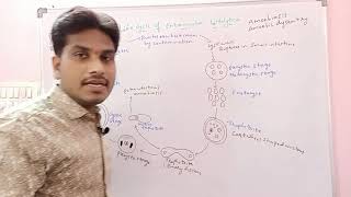 Entamoeba histolytica Life Cycle  Inter 1st year Zoology [upl. by Daigle]