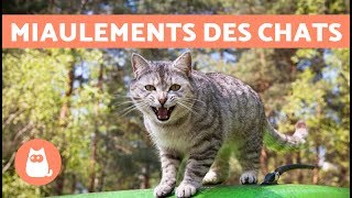 Les miaulements des chats et leur signification [upl. by Ettenowtna159]