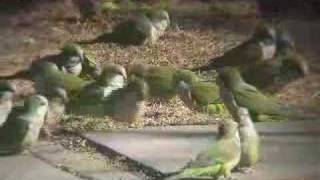 The Wild Parrots of Edgewater NJ [upl. by Schwerin586]