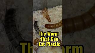 The Worm That Can Eat Plastic shorts [upl. by Belita]