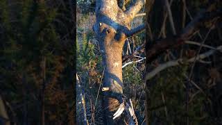 Alder Buckthorn Frangula alnus  central branches  January 2018 [upl. by Eelsel]